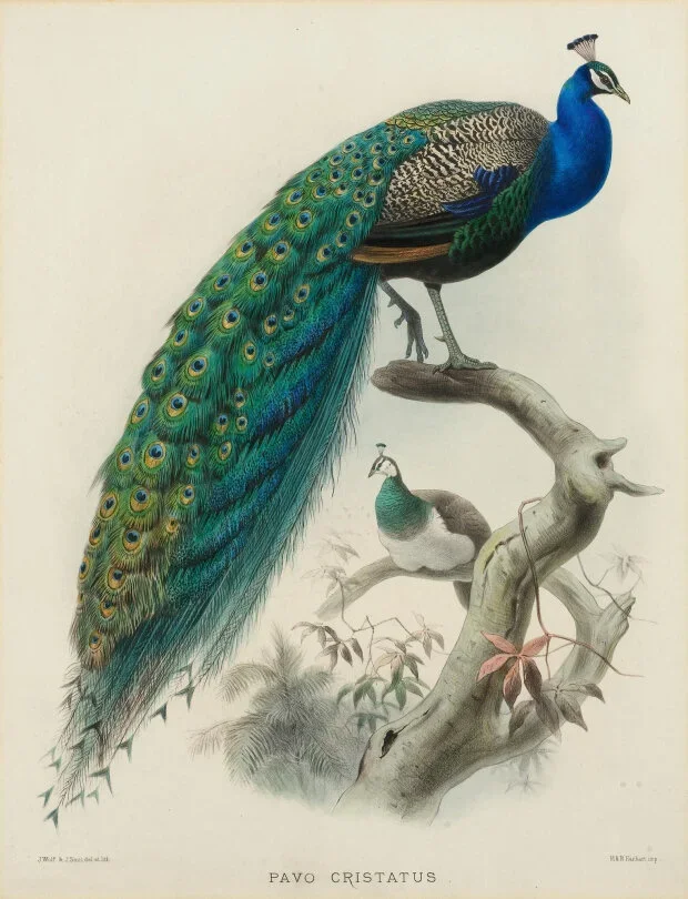 peacock.jpeg